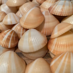 Spectral Bittersweet Clams