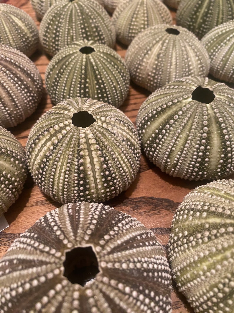 Variegated Urchin / Caribbean Pincushion Etsy