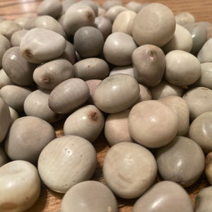 Sea Pearls (Nickernut/Nickar Nut) from Florida Keys (Raw)
