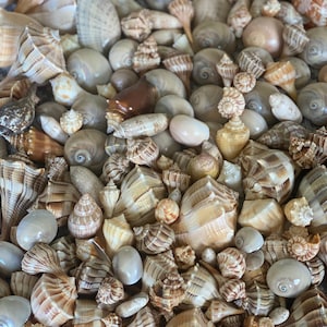 Sanibel Island Beginner Assortment