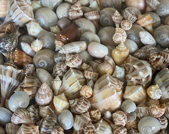 Puede incluir: Una gran colección de conchas marinas de diversas formas, tamaños y colores. Las conchas son principalmente blancas, marrones y beige, algunas con intrincados patrones.