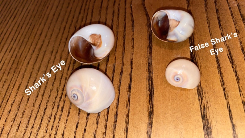 Sanibel Island Sharks Eye true & False - Etsy