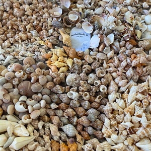 Puede incluir: Una gran colección de conchas marinas de diversas formas, tamaños y colores. Las conchas están dispuestas en un patrón aleatorio, creando una exhibición visualmente atractiva. Las conchas son una mezcla de blanco, marrón y beige.