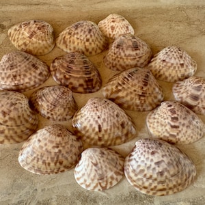 Peut inclure: Une collection de 15 coquillages brun et blanc avec un motif. Les coquillages sont disposés en cercle sur une surface brun clair.