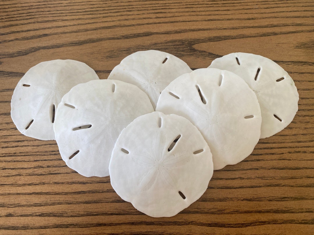 Sanibel Island Sand Dollars Etsy