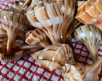 Sanibel Island Lightning Whelks