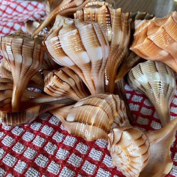 Sanibel Island Lightning Whelks