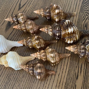 Sanibel Island “Pony” Horse Conch