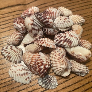 Puede incluir: Un montón de conchas marinas variadas con patrones de rayas blancas y marrones. Las conchas tienen una textura acanalada y están dispuestas sobre una superficie de madera. Las conchas varían en tamaño y forma, creando una estética costera natural.