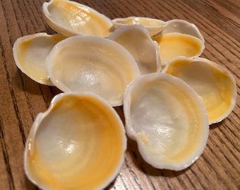 Puede incluir: Un grupo de conchas de almeja blancas con un interior amarillo-naranja. Las conchas están dispuestas en una pila sobre una superficie de madera.
