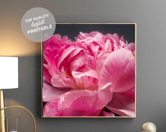 Rosa Pfingstrose Fotografie | Original Printable (Digitaler Download)