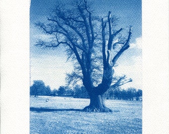 Cyanotype Tree Print: Handmade Blue Landscape Wall Art