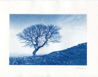 Cyanotype Tree Print: Handmade Blue Wall Art