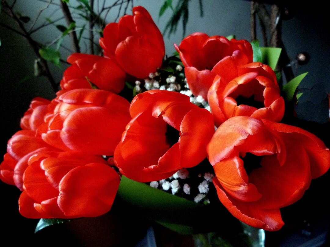 Flower Wall Art Tulip Photography Poland Print Still Life Etsy Canada