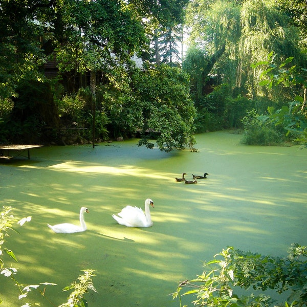Poland Wall Art, Travel Photography, Poland Print, European Landscape - Swans swim in a woodland lake Klucz in Sikory by Barbara Pacek