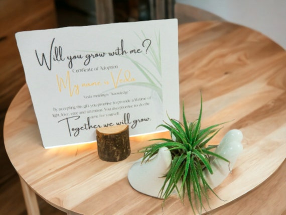 Ionantha Air Plant on Ceramic Hand Dish, Easy Care Live Plants, Holistic Plant Display, Adoption Card with Name Meaning, Energy Cleansing