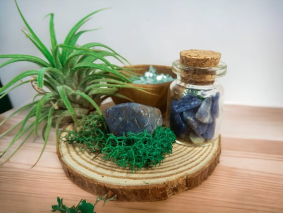 Air Plant Terrarium with Wood Slice Holder and Sodalite Crystals, Rustic Plant Gift, Natural Home Decor, Spiritual Air Plant Display Kit