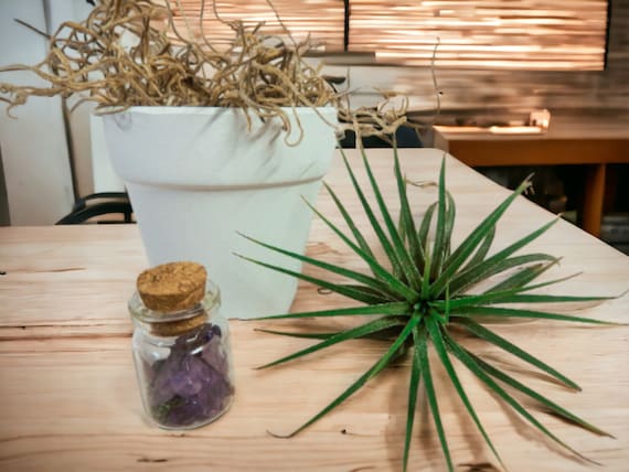 Air Plant in Small White Planter Pot with Amethyst Crystal, Elegant Home Decor, Easy Care Plant Gift, Minimal Office Decor, Air Plant Holder