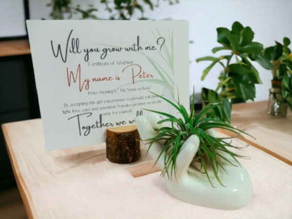 Shiloh Air Plant on Ceramic Hand Dish, Easy Care Live Plants, Peace Plant Display, Adoption Card with Name Meaning, Balancing Energy