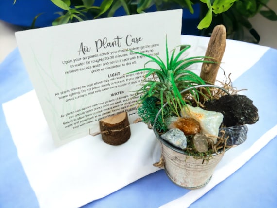 Raw Healing Crystal & Air Plant Terrarium, Natural Crystal Display, Unique Home Decor, Healing Gemstone Air Plant Holder, Nature Gift Ideas