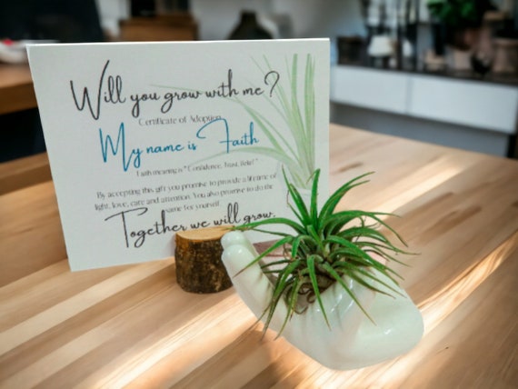 Air Plant Tillandsia on White Ceramic Hand Dish, Adoption Card with Faith Name Meaning, Cute Adopt Me Plants, Unique Birthday Gifts