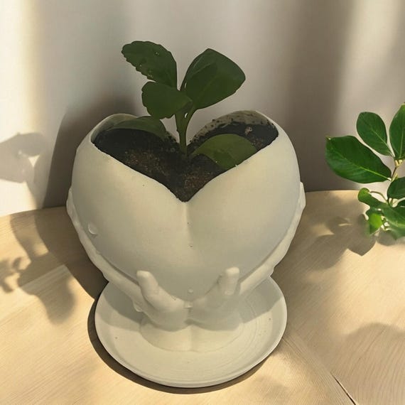 Leaf of Life Succulent in White Heart Pot, Jamaican Bryophyllum Pinnatum, Indoor Houseplant Gift