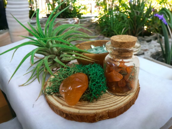 Air Plant Terrarium with Wood Slice Holder & Carnelian Crystal, Woodland Home Decor, Unique Plant Gift, Low Maintenance Plant Office Decor