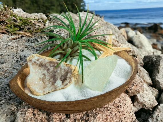 Air Plant Terrarium in Natural Coconut Shell Planter, Air Plant Kit, Tillandsia Living Plant, Moroccan Geode & Quartz Crystals, Indie Decor