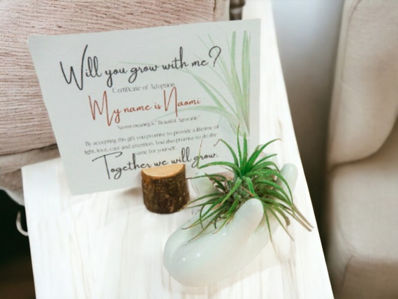 Naomi Air Plant Tillandsia on Ceramic Hand Dish, Easy Care Live Mindful Plants, Adoption Card with Name Meaning, Healing Wellness Gift