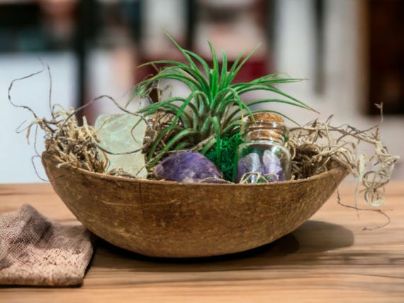 Tillandsia Air Plant Terrarium with Amethyst Crystals, Coconut Shell Planter, Living Plant Dish Garden Gift, Zen Air Plant Kit, Indie Decor