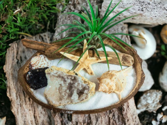 Air Plant Terrarium with Black Tourmaline Crystal, Home Protection Decor, Coconut Shell Plant Dish, Zen Garden Decoration, Live Plant Gift