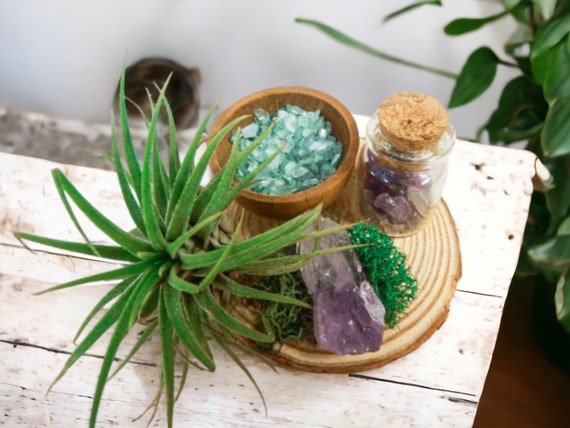 Air Plant Terrarium Wood Slice Holder with Amethyst Crystal, Low Maintenance Live Plants, Spiritual Gift, Natural Home Decor, Air Plant Kit
