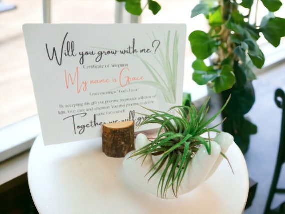 Air Plant Tillandsia Grace God's Favor on Ceramic Hand Dish, Cute Adopt Me Plants, Adoption Card with Name Meaning, Unique Religious Gift