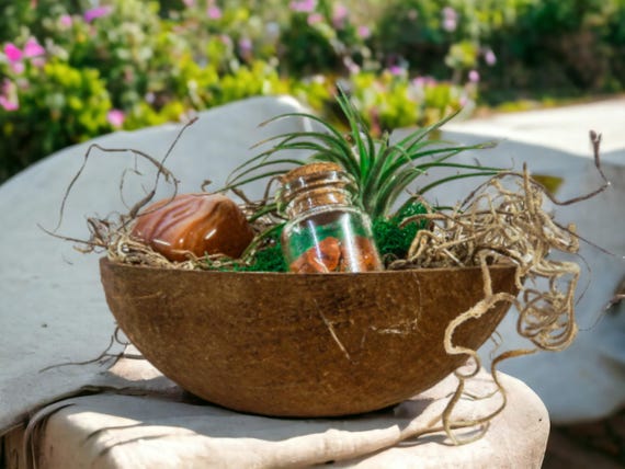 Tillandsia Air Plant Terrarium with Carnelian Crystals, Coconut Shell Planter, Living Plant Dish Garden Gift, Zen Air Plant Kit, Indie Decor