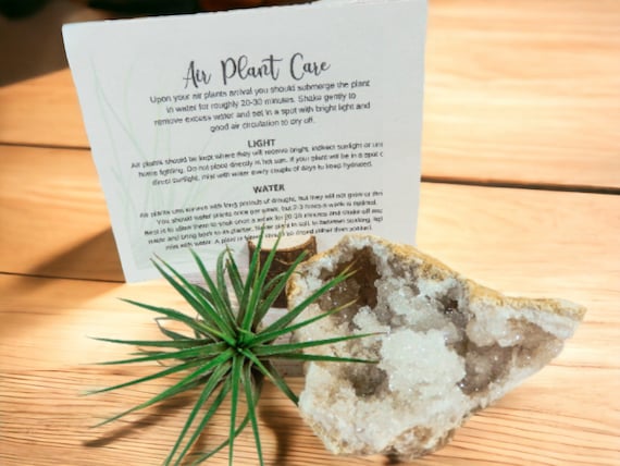 Tillandsia Air Plant with Geode Plant Holder, Unique Crystal Druzy Shelf Decor, Low Maintenance Plant Gifts, Boho Desk Accessories