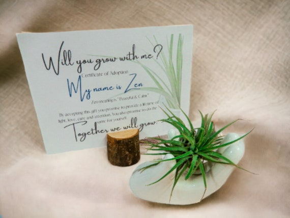 Zen Tillandsia Air Plant on Ceramic Hand Dish, Easy Care Adopt Me Live Plants, Adoption Card with Name Meaning, Unique Spirituality Gift