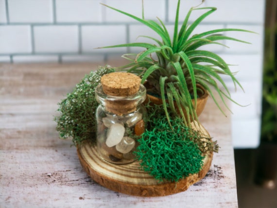 Air Plant Terrarium with Healing Crystals and Wood Slice Holder, Spiritual Home Accents, Low Maintenance Indoor Plant, Woodland Gift Ideas