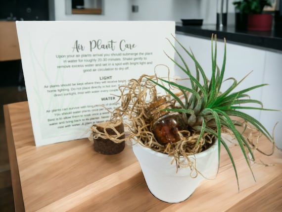 Air Plant with Carnelian Crystals in Small White Planter, Woodland Home Decor, Easy Care Living Plant Gift, Spiritual Accents, Air Plant Kit