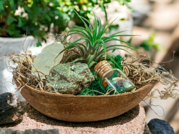 Tillandsia Air Plant Terrarium, Coconut Shell Planter, Living Plant Dish Garden Gift, Pyrite Moroccan Geode Quartz Crystal & Gemstone Chips
