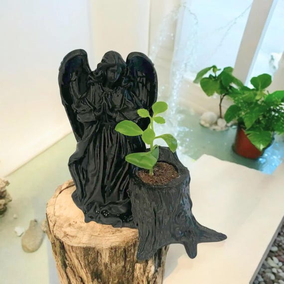 Leaf of Life Plant in Black Angel Pot, Wonder of the World Succulent, Indoor Greenery Gift