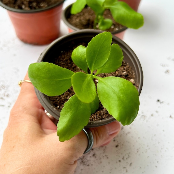 Leaf of Life Live Plant, Miracle Leaf Kalanchoe Pinnata, Cathedral Bells Jamaican Succulent, Indoor Outdoor Plant Gift, Bryophyllum Pinnatum