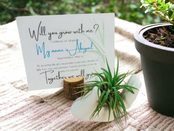 Tillandsia Air Plant on White Ceramic Hand Dish, Cute Adopt Me Plants, Adoption Card with Abigail Name Meaning, Unique Thinking of You Gifts