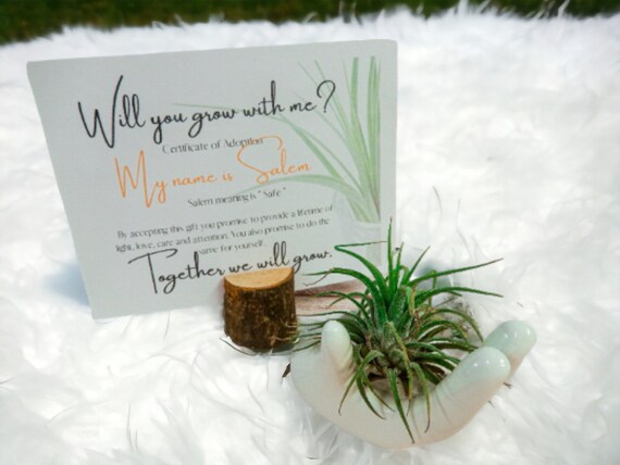 Salem Tillandsia Air Plant on Ceramic Hand Dish, Easy Care Adopt Me Live Plants, Adoption Card with Name Meaning, Serenity Plant Display