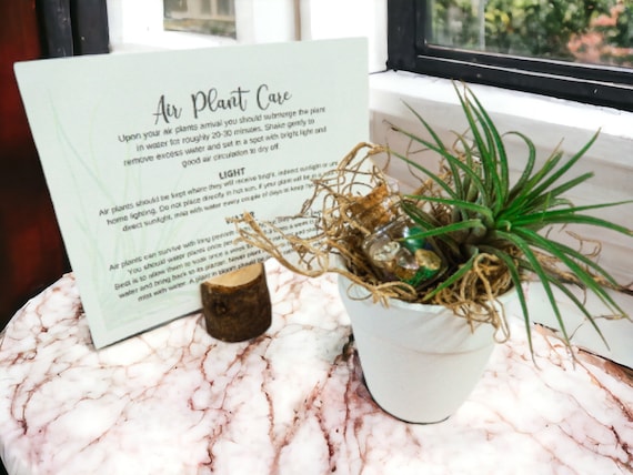 Air Plant with Mixed Tumbled Crystals in Small White Planter, Spiritual Mindfulness Decor, Easy Care Plant Gift, Positive Energy Zen Plant