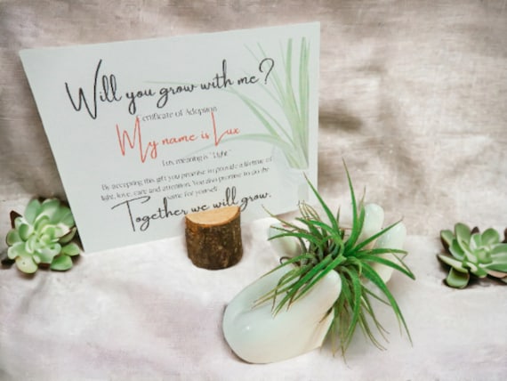 Air Plant Tillandsia on Ceramic Hand Dish Lux, Easy Care Adopt Me Live Plants, Adoption Card with Lux Name Meaning, Unique Spiritual Gift