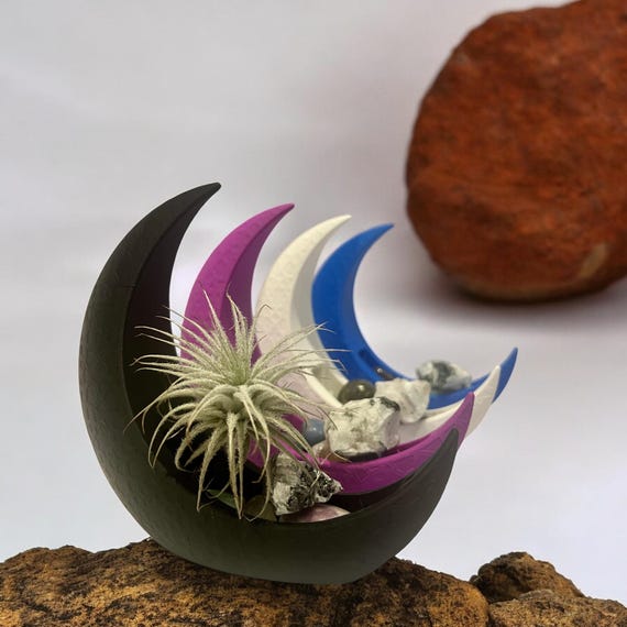 Set of 4 Crescent Moon Air Plant Terrariums Spiritual Home Accessories, Plant Arrangement, Mystical Moon Plant Gift, Moonstone Crystals