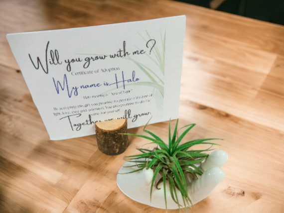 Air Plant Tillandsia Halo Aura of Light on Ceramic Hand Dish, Cute Adopt Me Plants, Adoption Card with Name Meaning, Unique Spiritual Gift