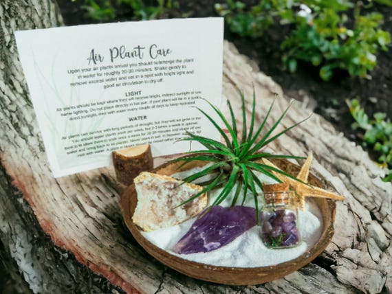 Raw Amethyst Air Plant Terrarium, Coconut Shell Planter, Zen Air Plant Garden, Terrarium Kit, Moroccan Geode Decor, Mindful Plant Display