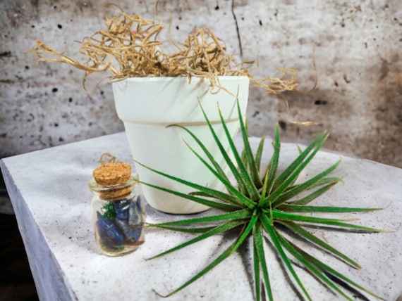 Air Plant with Sodalite Crystals in Small White Planter, Positive Energy Zen Plant Kit, Spiritual Decor, Mindfulness Gift, Easy Care Plant,