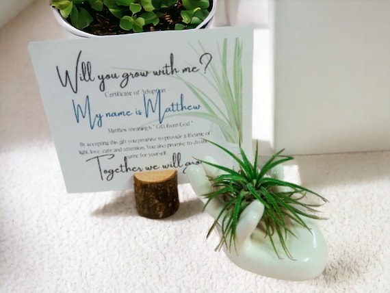 Tillandsia Air Plant Gift from God on Ceramic Hand Dish, Easy Care Adopt Me Live Plants, Adoption Card with Name Meaning, Christian Gift
